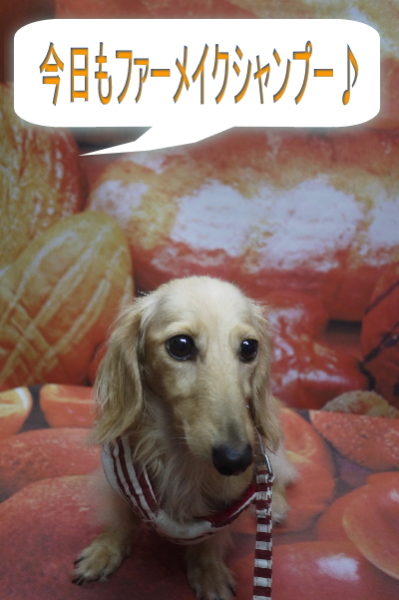 千葉県鎌ケ谷市のミニチュアダックスのトリミング前画像