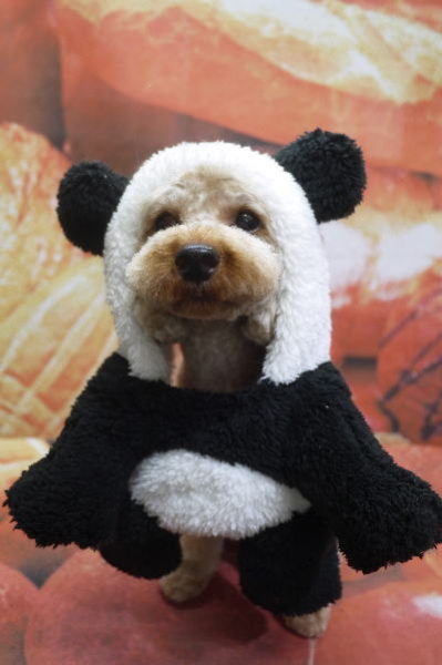 千葉県船橋市のトイプードルのトリミング画像