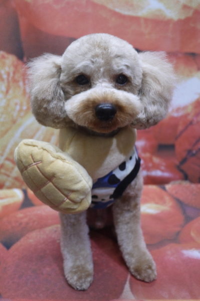 千葉県船橋市のトイプードルのトリミング画像