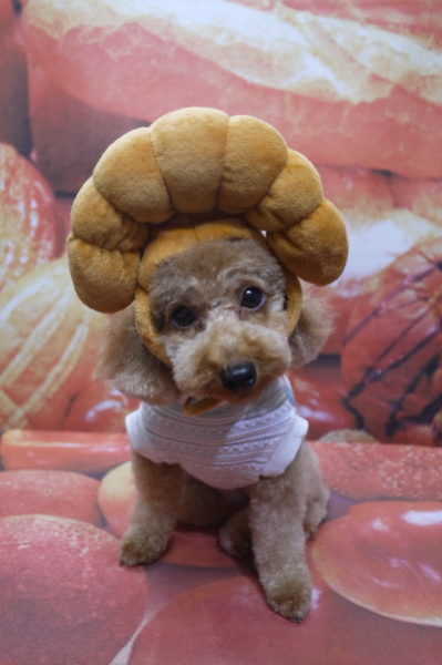 千葉県船橋市のトイプードルのトリミング画像