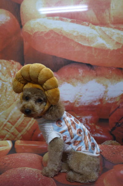 千葉県船橋市のトイプードルのトリミング画像