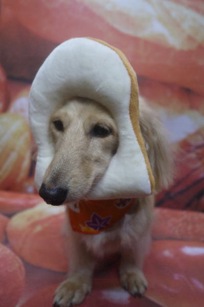 千葉県鎌ケ谷市のミニチュアダックスのトリミング画像