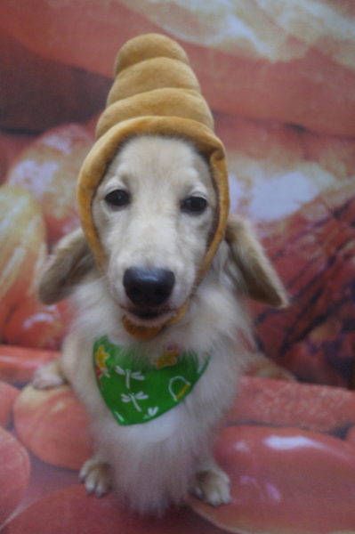 千葉県鎌ケ谷市のミニチュアダックスのトリミング画像