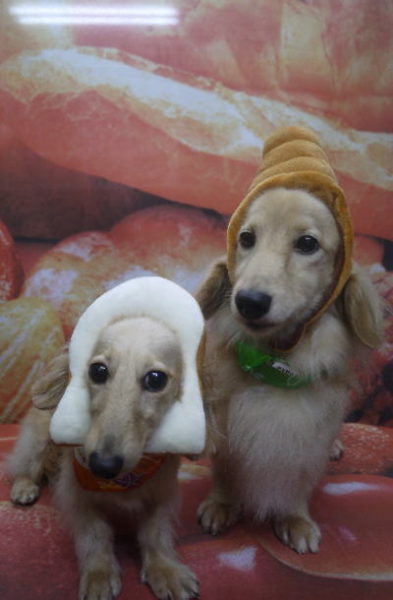 千葉県鎌ケ谷市のミニチュアダックスのトリミング画像