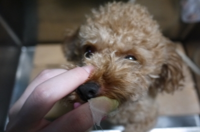千葉県船橋市のトイプードルのハーブ歯磨き画像