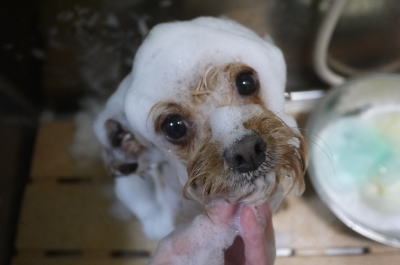 千葉県鎌ヶ谷市のミックス犬のシャンプー画像