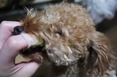 千葉県船橋市のトイプードルのハーブ歯磨き画像