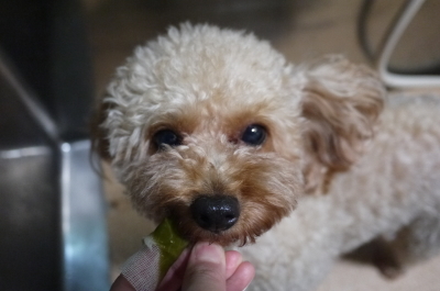 千葉県船橋市のトイプードルのハーブ歯磨き画像