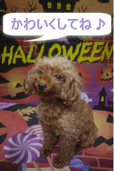 トイプードルの子犬のトリミング