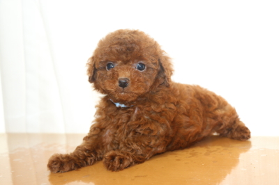 タイニープードルorティーカッププードルレッドの子犬オス、生後7週間画像