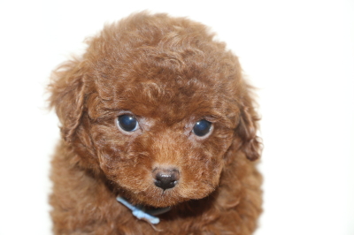 タイニープードルorティーカッププードルレッドの子犬オス、生後7週間画像
