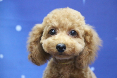 トイプードルレッドの子犬メス、神奈川県川崎市さきちゃん画像