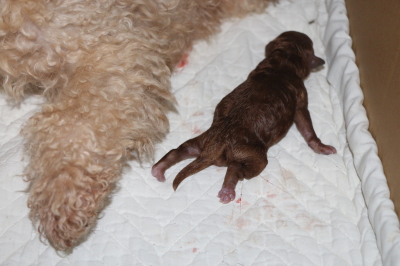 トイプードルレッドの子犬メス、産まれたばかり画像