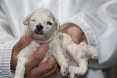 トイプードルホワイト(白)の子犬メス、生後2週間画像