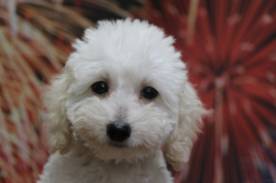 トイプードルホワイト(白色)の子犬オス、千葉県千葉市カラン君画像