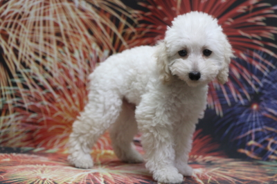 トイプードルホワイト(白色)の子犬オス、千葉県千葉市カラン君画像