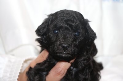 トイプードルシルバーの子犬メス、生後3週間画像