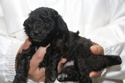 トイプードルシルバーの子犬メス、生後3週間画像