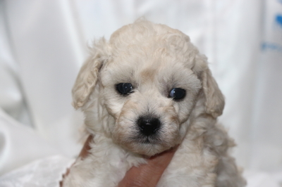 トイプードルホワイト(白)の子犬メス、生後4週間画像