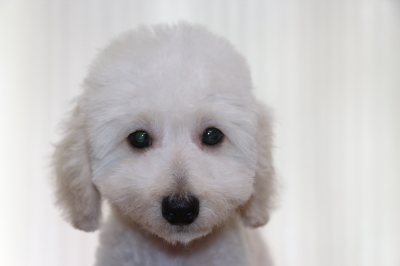 トイプードルホワイト(白色)の子犬オス、生後3ヵ月画像