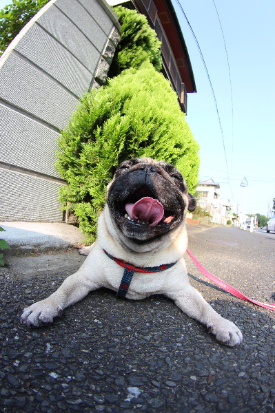 千葉県船橋市パグフォーンのハフ君、ペットホテル画像