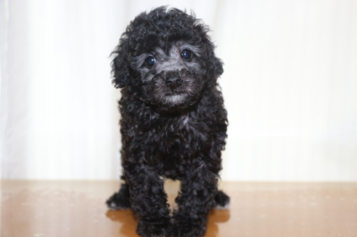 トイプードルシルバー子犬メス、生後6週間画像