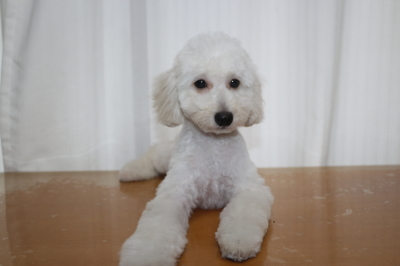 トイプードルホワイト(白色)の子犬オス、生後4ヵ月画像