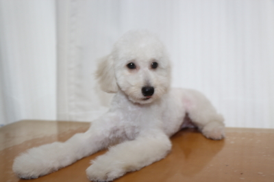 トイプードルホワイト(白色)の子犬オス、生後4ヵ月画像