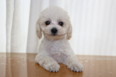 トイプードルホワイト(白色)の子犬メス、生後2ヵ月画像
