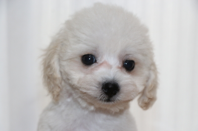 トイプードルホワイト(白色)の子犬メス、生後2ヵ月画像