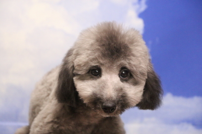 トイプードルシルバーの子犬オス、東京都世田谷区クッシュ君画像