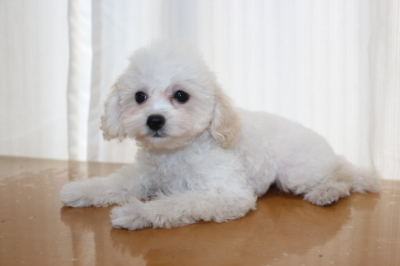 タイニープードルホワイトの子犬メス、生後2ヵ月半画像