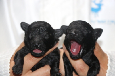 トイプードルブラック(黒色)の子犬オスメス、生後1週間画像