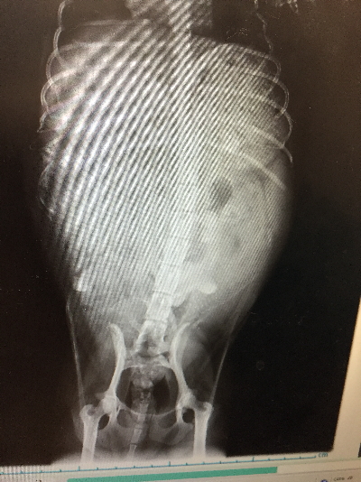 タイニープードルレッド妊娠犬のレントゲン画像