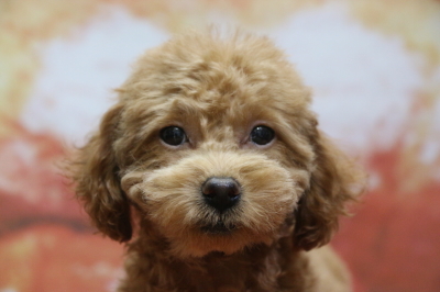 トイプードルレッドの子犬メス、神奈川県横浜市エピちゃん画像