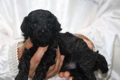 トイプードルブラック(黒色)の子犬メス、生後3週間画像