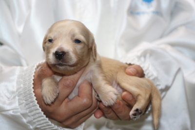 ミニチュアダックスクリーム(イエロー)の子犬オス、生後2週間画像