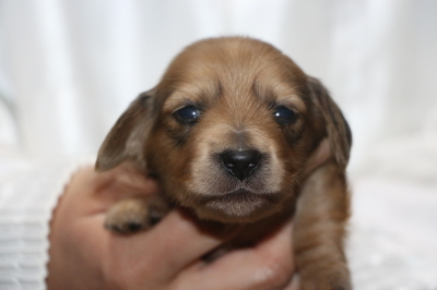 ミニチュアダックスレッドの子犬オス、生後2週間画像