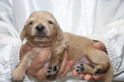 ミニチュアダックスクリーム(イエロー)の子犬メス、生後2週間画像