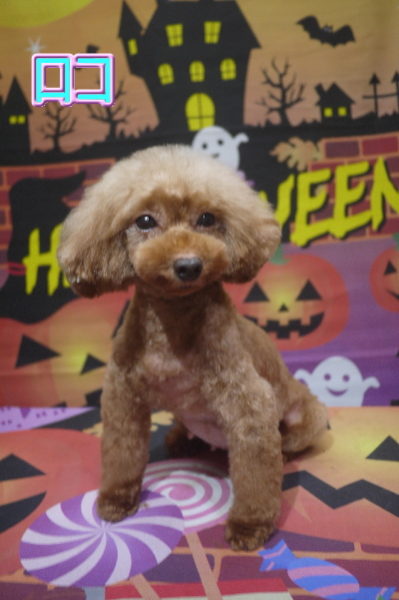 トイプードルの子犬のトリミング