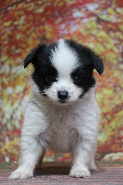 パピヨン白黒(ホワイト&ブラック)の子犬オス、生後8週間画像
