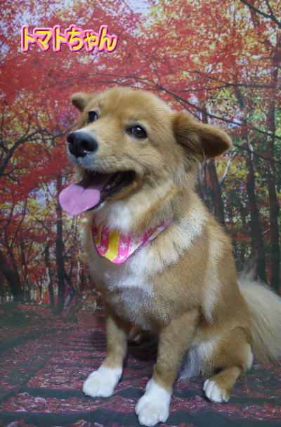 千葉県鎌ケ谷市のミックス犬のトリミング画像