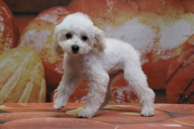 タイニープードルホワイト(白色)の子犬メス、奈良県奈良市リンちゃん画像