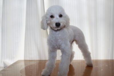 トイプードルホワイト(白色)の子犬オス、生後5ヵ月画像