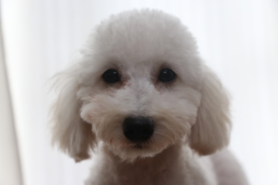 トイプードルホワイト(白色)の子犬オス、生後5ヵ月画像
