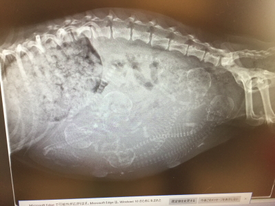 ミニチュアダックスクリーム(イエロー)妊娠犬のレントゲン画像