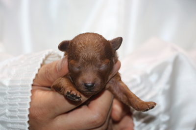 トイプードルレッドの子犬メス、生後1週間画像
