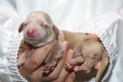 ミニチュアダックスクリーム(イエロー)の子犬メス、生後2日画像