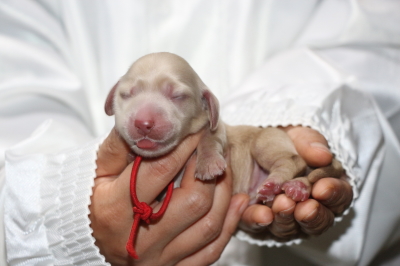 ミニチュアダックスクリーム(イエロー)の子犬メス、生後2日画像