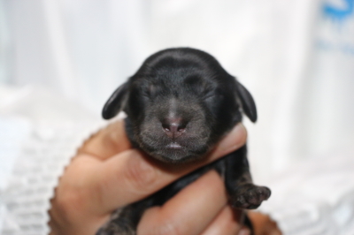 ミニチュアダックスブラッククリーム(イエロー)の子犬メス、生後2日画像